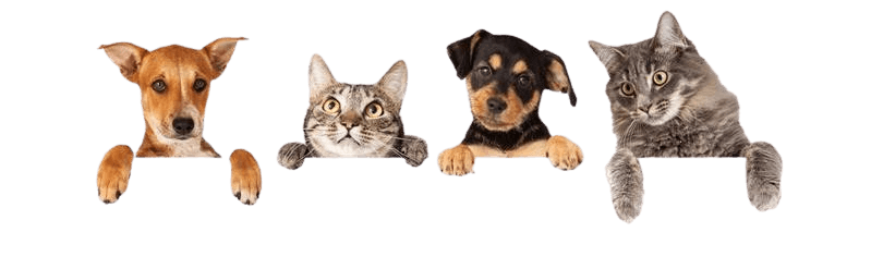 Chiens et chats